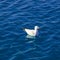 Blue mediterranean sea with seagull swimming