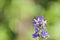 Blue melliferous flowers - Blueweed Echium vulgare. Viper`s bugloss is a medicinal plant.