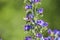Blue melliferous flowers - Blueweed Echium vulgare. Viper`s bugloss is a medicinal plant. Bumblebee collects nectar.