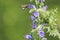 Blue melliferous flowers - Blueweed Echium vulgare. Viper`s bugloss is a medicinal plant. Bumblebee collects nectar.