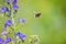 Blue melliferous flowers - Blueweed Echium vulgare. Viper`s bugloss is a medicinal plant. Bumblebee collects nectar. Macro