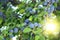 Blue mellow plums on the tree in the garden in sunny summer day