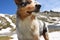 Blue merle Australian shepherd dog on the meadow in colle del nivolet in piedmont