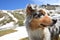 Blue merle Australian shepherd dog on the meadow in colle del nivolet in piedmont