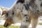 Blue merle Australian shepherd dog on the meadow in colle del nivolet in piedmont