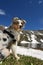 Blue merle Australian shepherd dog on the meadow in colle del nivolet in piedmont