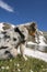 Blue merle Australian shepherd dog on the meadow in colle del nivolet in piedmont