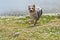 Blue merle Australian shepherd dog runs and jump on the meadow in colle del nivolet in piedmont