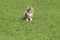 Blue merle Australian shepherd dog runs and jump on the meadow in Trentino Alto Adige