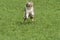 Blue merle Australian shepherd dog runs and jump on the meadow in Trentino Alto Adige