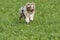 Blue merle Australian shepherd dog runs and jump on the meadow in Trentino Alto Adige