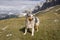 Blue merle Australian shepherd dog runs on the meadow of Sella pass in Trentino Alto Adige