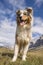 Blue merle Australian shepherd dog runs on the meadow of Sella pass in Trentino Alto Adige