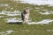 Blue merle Australian shepherd dog runs on the meadow of Sella pass in Trentino Alto Adige