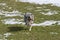 Blue merle Australian shepherd dog runs on the meadow of Sella pass in Trentino Alto Adige