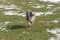 Blue merle Australian shepherd dog runs on the meadow of Sella pass in Trentino Alto Adige