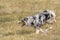 Blue merle Australian shepherd dog runs on the meadow of Sella pass in Trentino Alto Adige