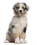 Blue Merle Australian Shepherd puppy