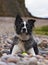 Blue merle border collie on beach