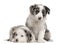 Blue Merle Border Collie puppies, 6 weeks old