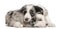 Blue Merle Border Collie puppies, 6 weeks old