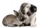 Blue Merle Border Collie puppy and a rabbit