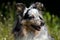 Blue Merle Rough Collie