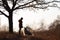 Blue merle Rough Collie stands in front of a girl in a yellow autumn park at sunset