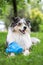 Blue merle sheltie dog laying on green grass with small blue plastic kids play pretend watering can