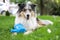 Blue merle sheltie dog laying on green grass with small blue plastic kids play pretend watering can