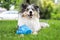 Blue merle sheltie dog laying on green grass with small blue plastic kids play pretend watering can