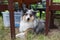 Blue merle sheltie dog sitting under chair