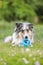 Blue merle sheltie shetland sheepdog laying on the grass and chewing small kids watering can in blue color