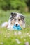 Blue merle sheltie shetland sheepdog laying on the grass and chewing small kids watering can in blue color