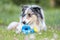 Blue merle sheltie shetland sheepdog laying on the grass and chewing small kids watering can in blue color