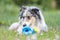 Blue merle sheltie shetland sheepdog laying on the grass and chewing small kids watering can in blue color