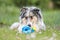 Blue merle sheltie shetland sheepdog laying on the grass and chewing small kids watering can in blue color