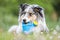 Blue merle sheltie shetland sheepdog laying on the grass and chewing small kids watering can in blue color