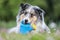 Blue merle sheltie shetland sheepdog laying on the grass and chewing small kids watering can in blue color