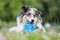 Blue merle sheltie shetland sheepdog laying on the grass and chewing small kids watering can in blue color