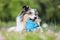 Blue merle sheltie shetland sheepdog laying on the grass and chewing small kids watering can in blue color