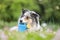 Blue merle sheltie shetland sheepdog laying on the grass and chewing small kids watering can in blue color