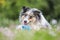 Blue merle sheltie shetland sheepdog laying on the grass and chewing small kids watering can in blue color