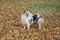 Blue merle shetland collie is standing on yellow leaves in the autumn park. Pet animals