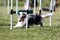 blue merle shetland sheepdog running agility slalom