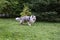 Blue Merle shetland sheepdog running around in garden with apple in mouth