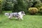 Blue Merle shetland sheepdog running around in garden with apple in mouth