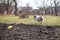 Blue Merle Shetland Sheepdog sheltie jumping in the air after yellow flying frisbee disc