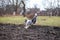 Blue Merle Shetland Sheepdog sheltie jumping in the air after yellow flying frisbee disc