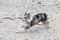 Blue merle shetland sheepdog sheltie running around on seaside sand with many small rocks near Baltic sea